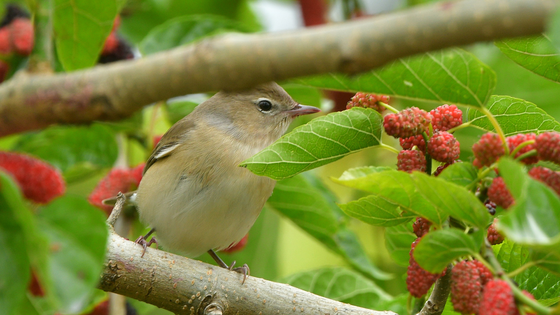Garden Warbler